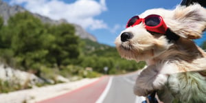 loving a ride in the car