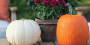 fall decorations pumpkins