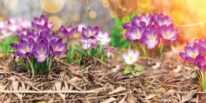 purple_crocus_flowers